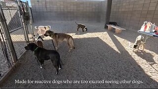 Amazing dogs 🐶 trending video