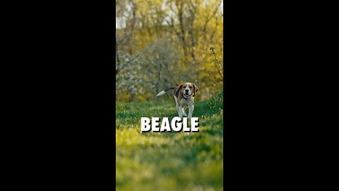 🐶Dieser Beagle ist ein fröhlicher Abenteurer!