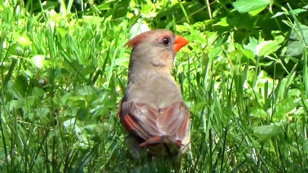 Cardinal