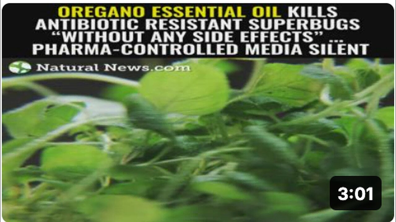 Oregano essential oil kills antibiotic resistant superbugs “without any side effects” …