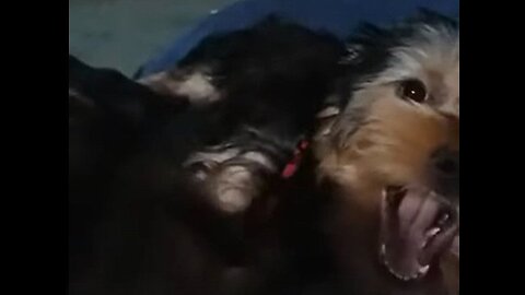Batman & Chewy -- Puppies Growling in Harmony #funnydogs #yorkies
