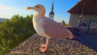 European Herring Gull Surveying His Territory High Above the Rooftops