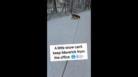 A little snow can't keep Maverick from the office. 🥶❄️🌬