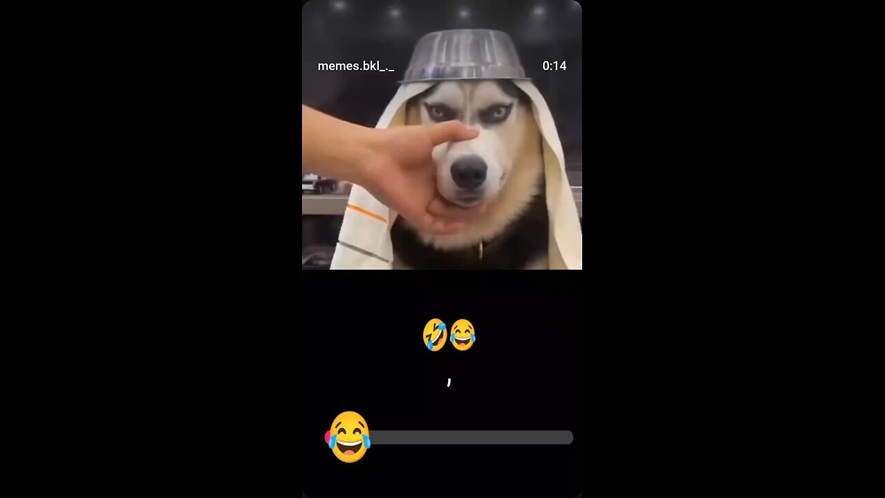 funny dog