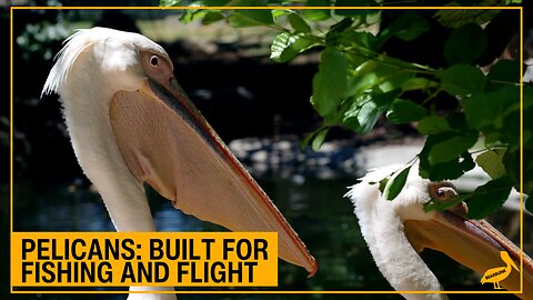 Pelicans Built for Fishing and Flight