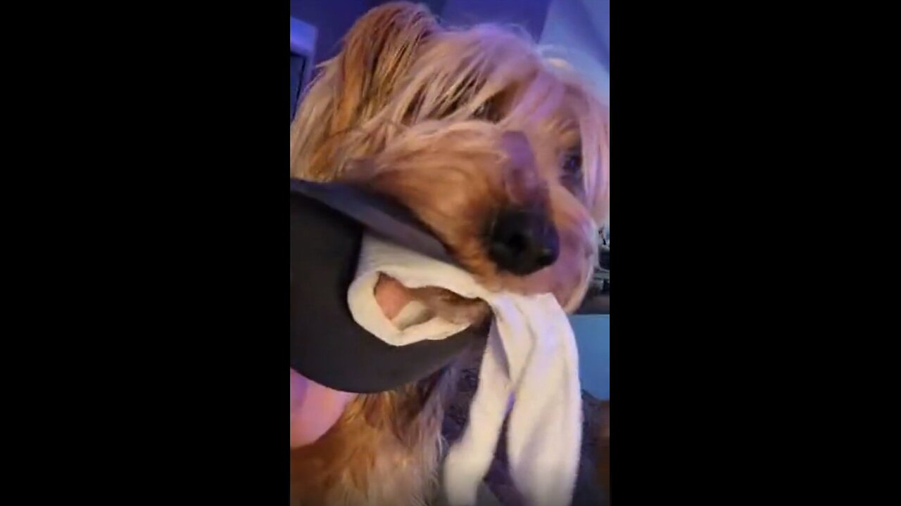 Batman's New Hat #yorkies #funnydogs #brooks