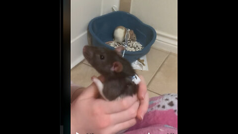 This Is Fancy Rats’ Idea of Exploring | Enid & Wednesday