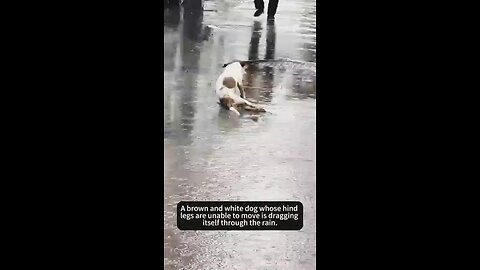 good job Rescue Team save dogs