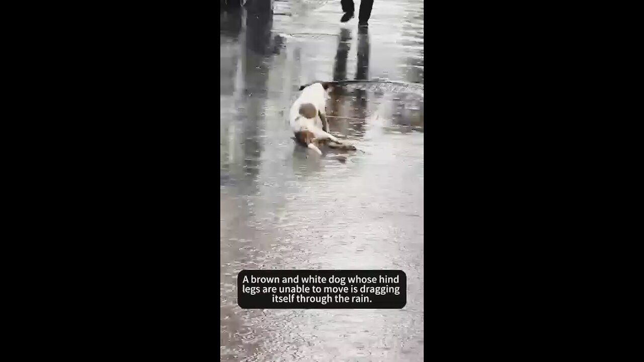 good job Rescue Team save dogs