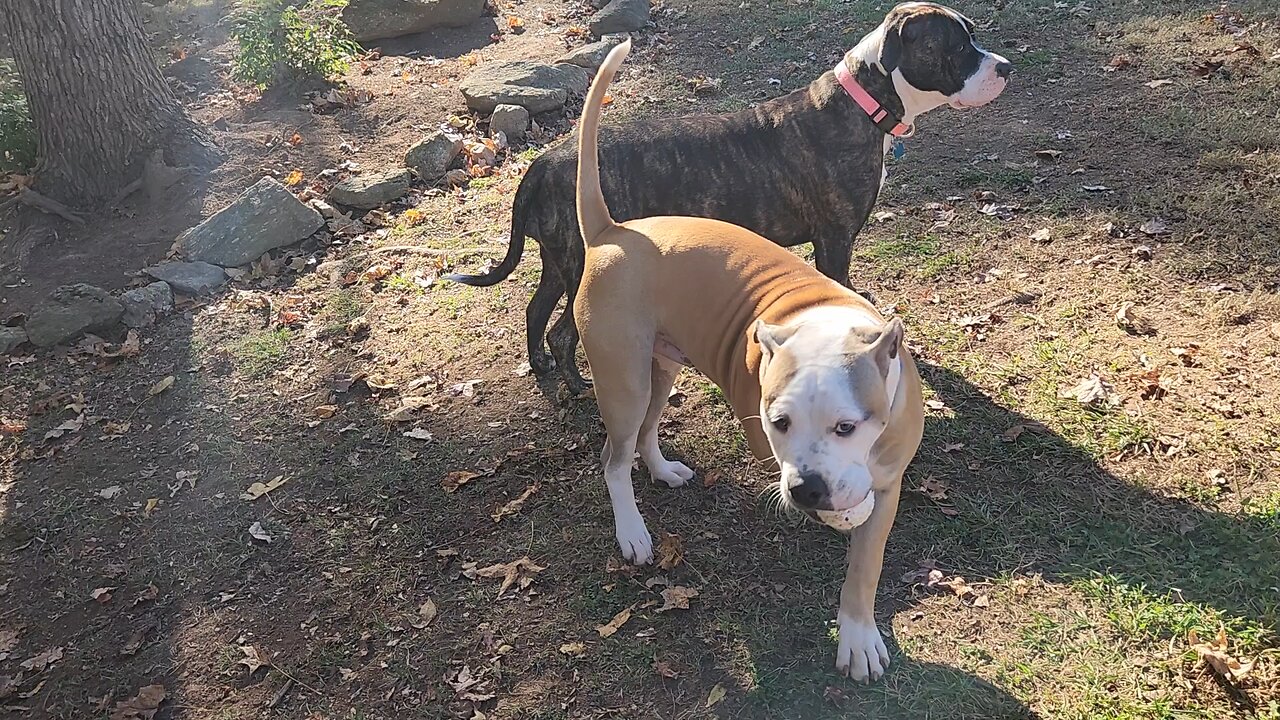 More New Toys for the Puppies