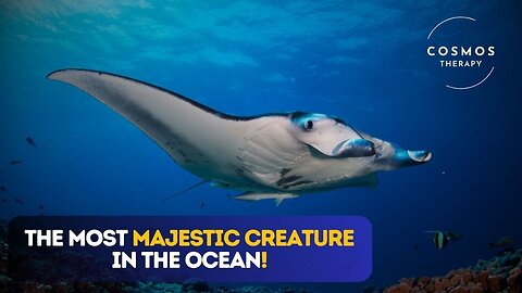 Amazing Facts About Manta Rays | Ocean’s Gentle Giants 🐋🌊
