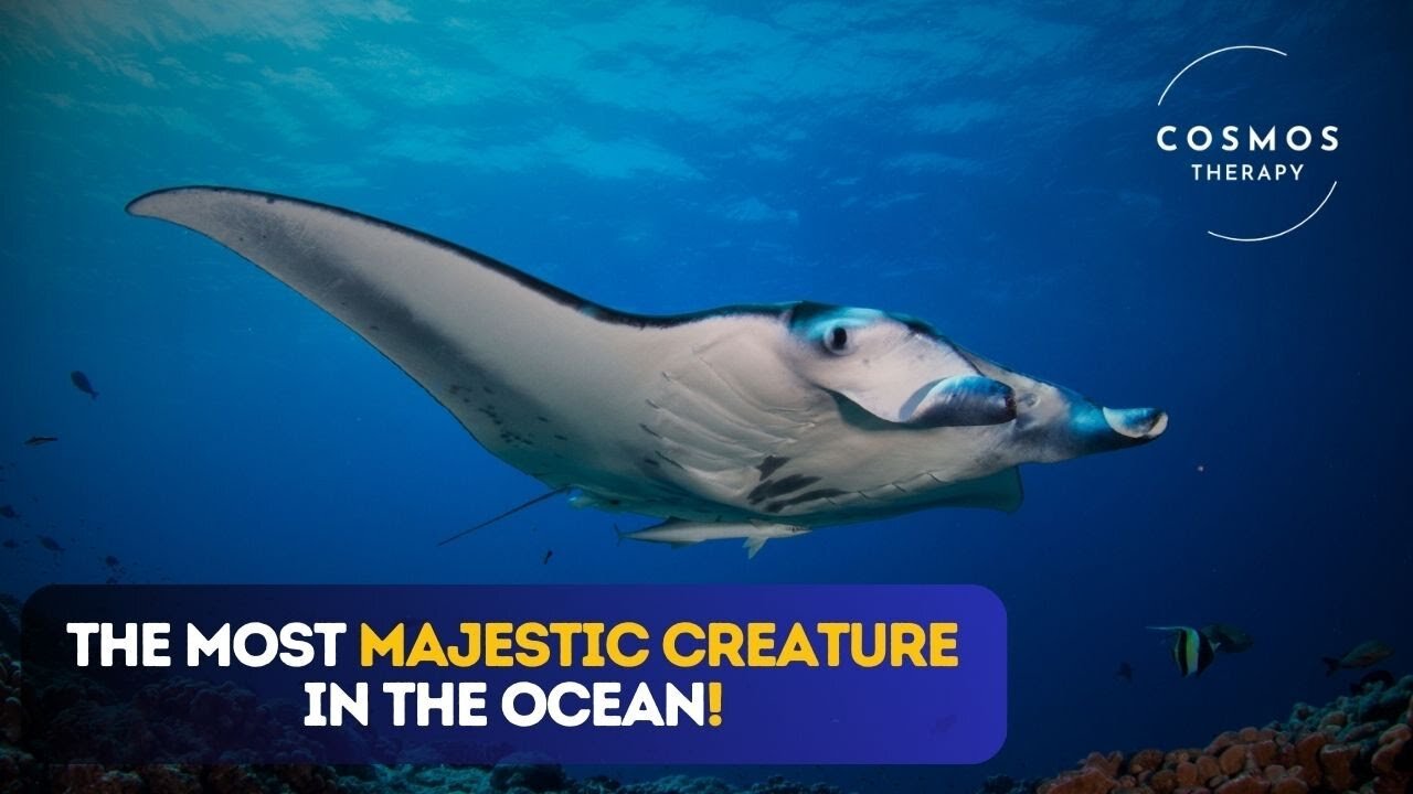 Amazing Facts About Manta Rays | Oceanโs Gentle Giants ๐๐