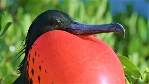 Bizarre Mating Ritual Of The Frigatebird