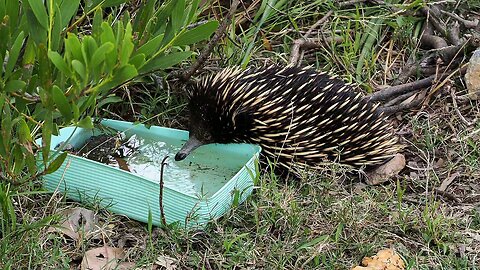 Echidna Unplugged | 14 Minutes of Quiet, Wild Australia