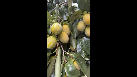 Hachiya persimmons are sweet fruit as sweet as honey orange persimmon arbol tree
