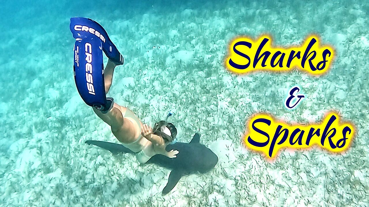 SDA208 Diving with Sharks & Powering Up Dark Angel