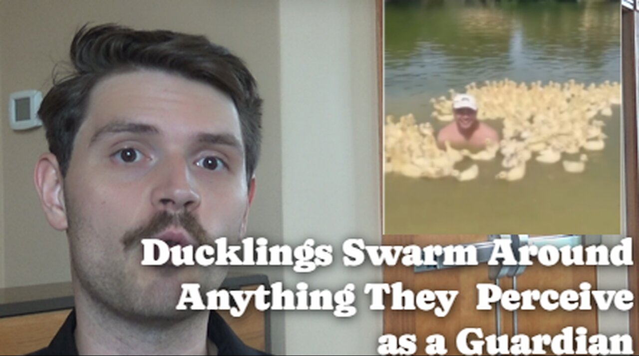 Ducklings Swarm Around Anything They Perceive As A Guardian