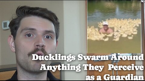 Ducklings Swarm Around Anything They Perceive As A Guardian