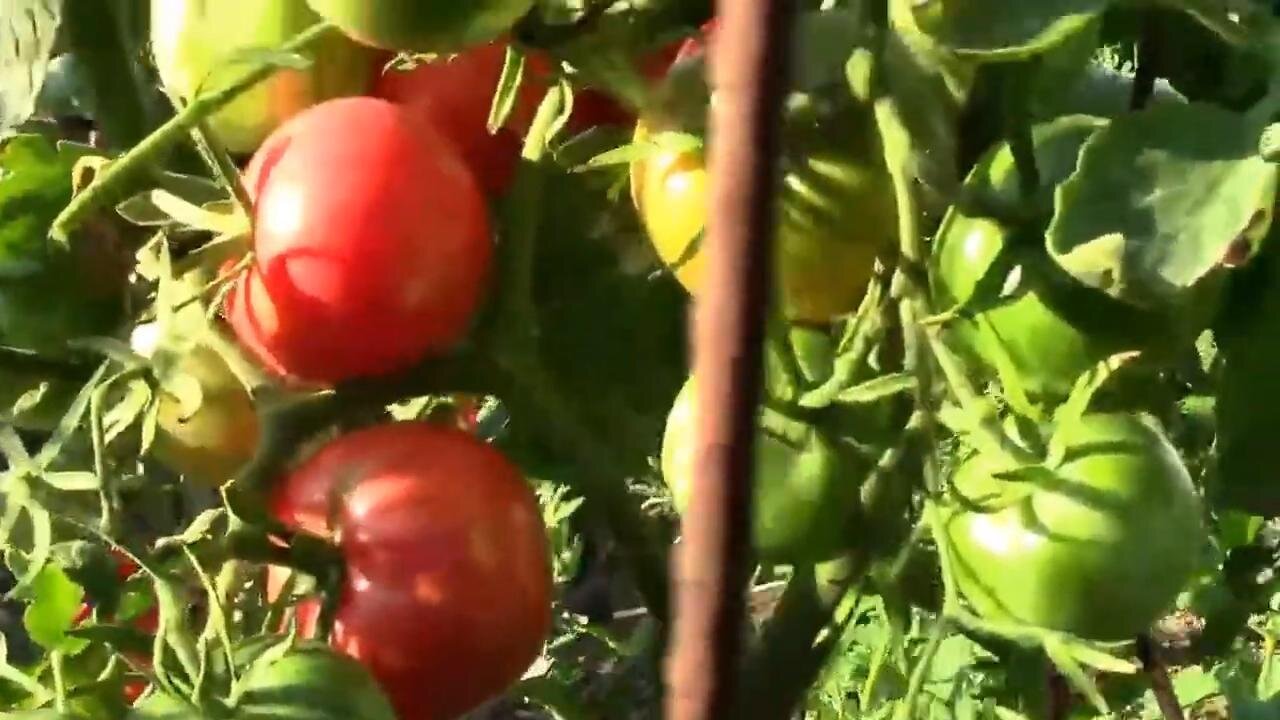 Sweet Carneros Pink Tomato