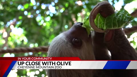 Meet Olive, The Two-toed sloth, the newest baby at the Cheyenne Mountain Zoo