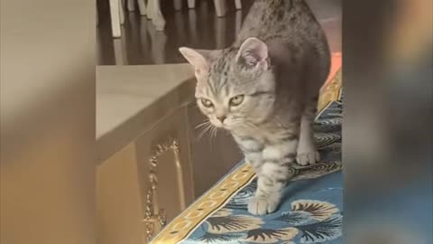 Cat very fanny video