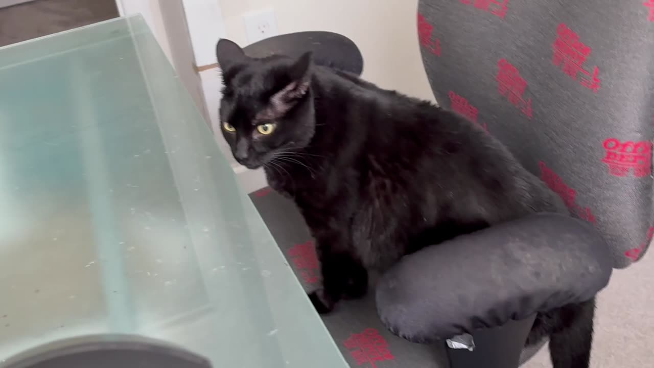 Cute Precious Piper Settles Down at Her Desk - Adopting a Cat from a Shelter Vlog