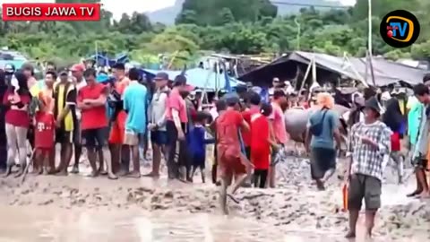 SUMBAWA INDONESIA BUFALLO RACE AND TRADITONAL MUSIC