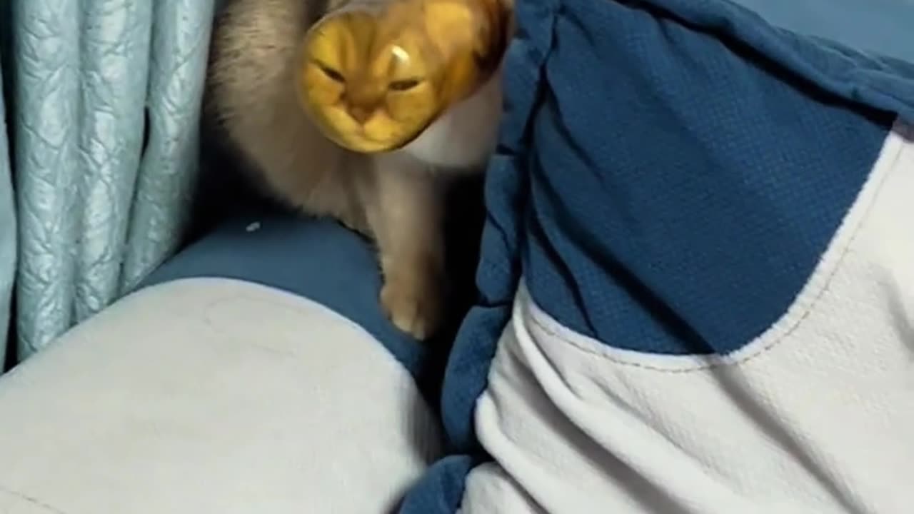 My mother was stunned when she got home from work!"Confusing Behavior of Silly Cat"