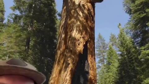 MUST WATCH: New Info on Ancient Trees