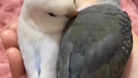 They are made for each other