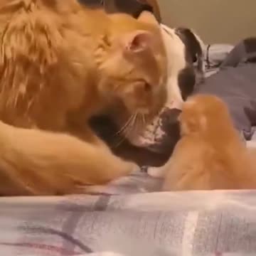 Cat Introduces Dog to Kitten