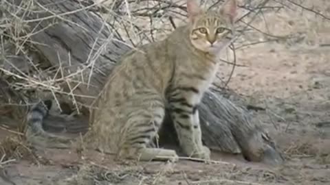 El Gato de las Llanuras Africanas, el Sobreviviente del Desierto