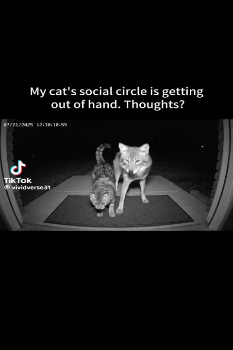 my cat's social circle is getting out of hand