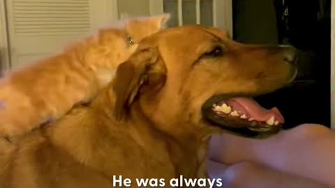 Dog adopts😘 orphan kitten and raises him as her baby