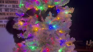 Christmas Cat?