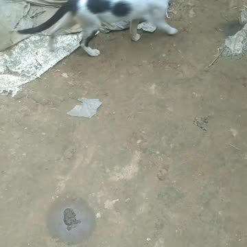 real cat is funny runn