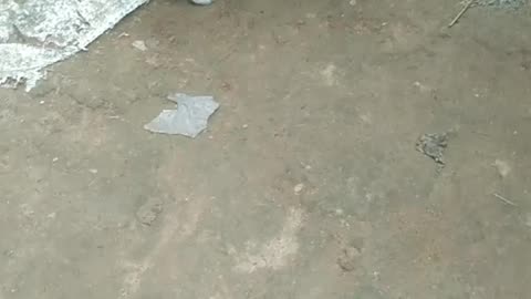 real cat is funny runn