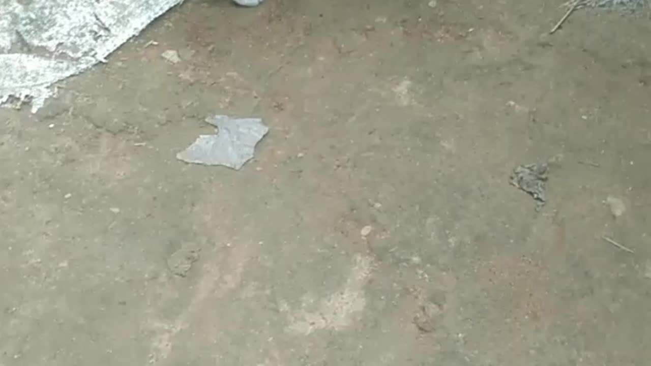 real cat is funny runn