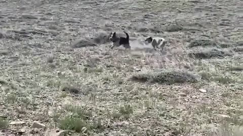 40 HERO ANIMALS WHO SAVED HUMAN LIVES
