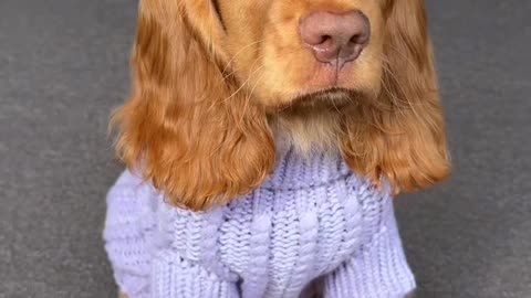 Those Green Puppy dog Eyes