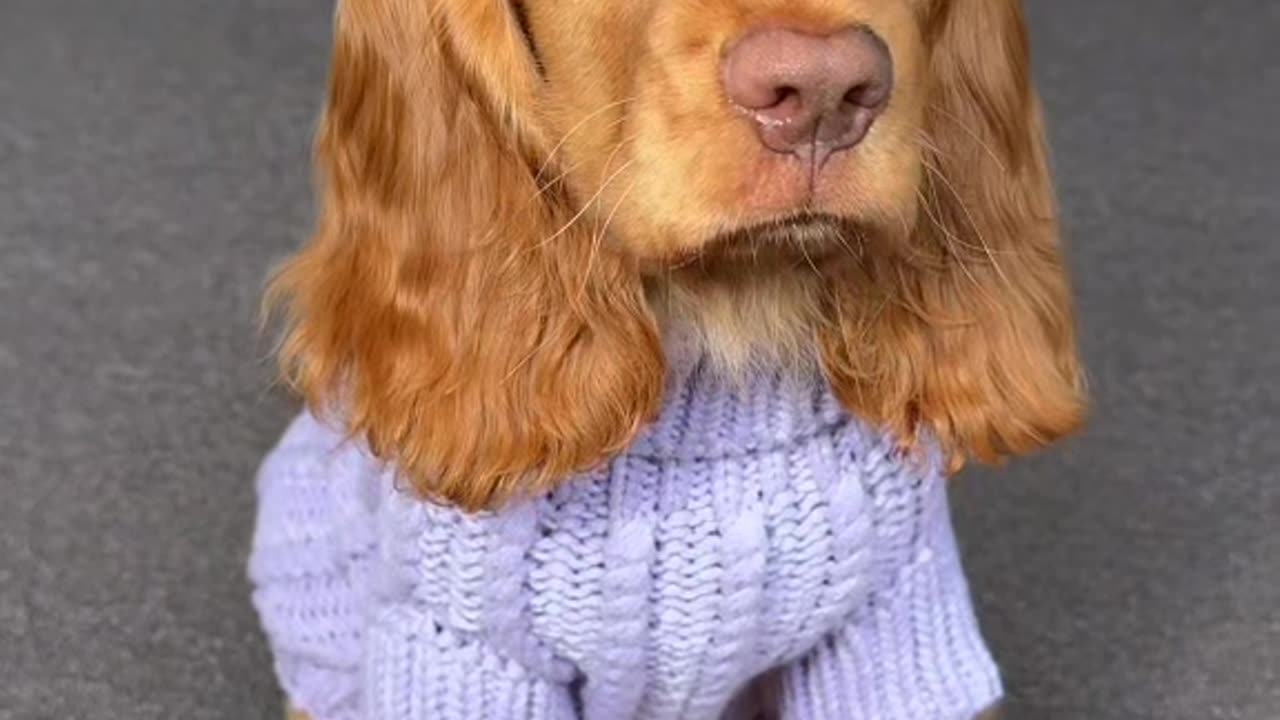 Those Green Puppy dog Eyes