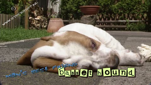 Basset Hound puppies diner