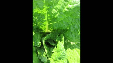 Chinese Cabbage Napa Cabbage Aug 2023