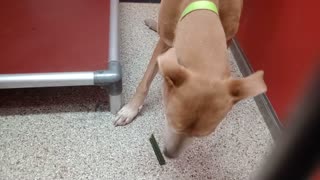 Mackie Boy 7y A876940 kennel 60 pod 3 PACC shelter guy's got extra fun in his saddlebag❤️20251029791