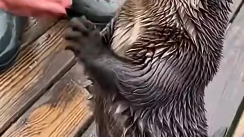 THE ART OF THE DEAL...