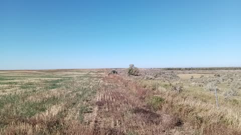 Pheasant hunting
