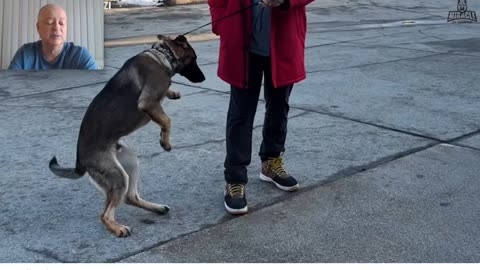 Miracle K9 - Going "Bonkers" with Balanced Dog Training - Pt 7