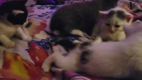 4 tiny cute baby cats