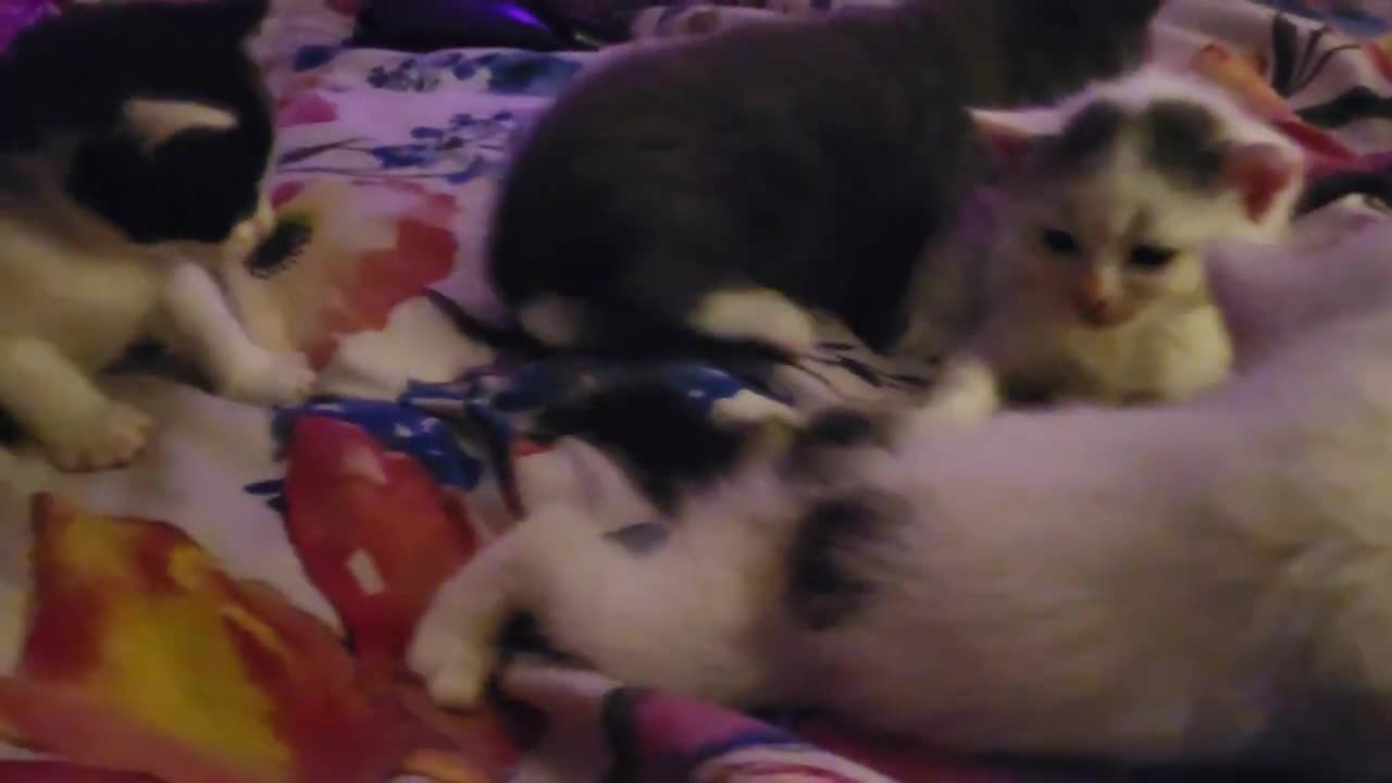 4 tiny cute baby cats