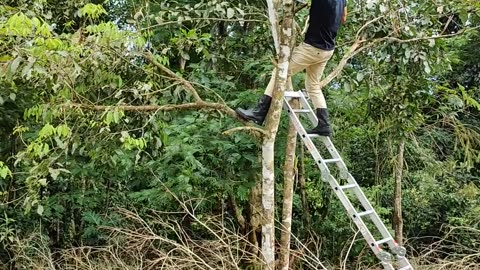 Pruning the mamoncillo / mamon